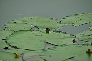 《幻象破坏者Omnia》新角色演示 集团王子“Tokiya”